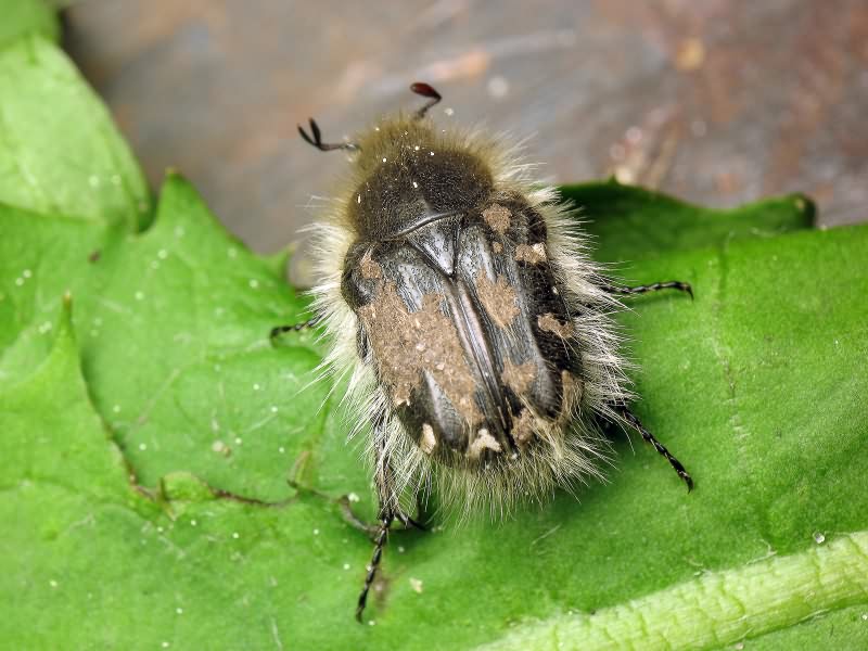 Tropinota hirta (Poda, 1761)